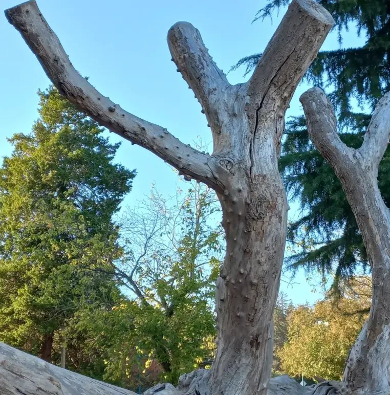 October 2022: Words are not enough: Care through dance for preventing sexual gender-based violence against Indigenous women  